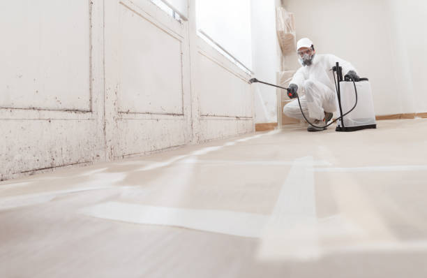 24/7 Emergency Attic Mold Removal experts in Manistee, MI